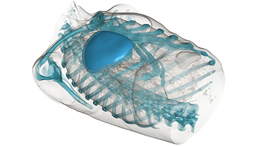 Kundenspezifische Implantat-Technologie